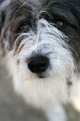 Dogs