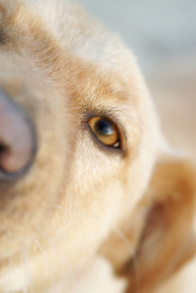 Dogs