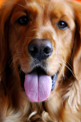 Dogs