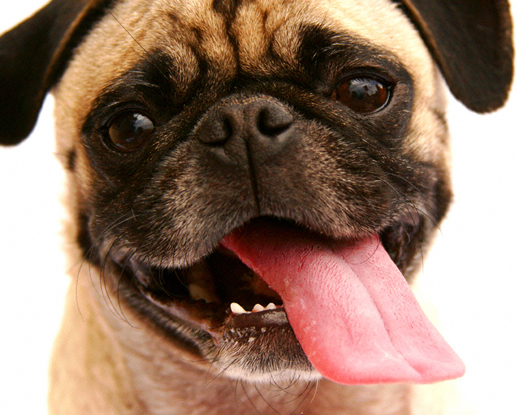 Dogs